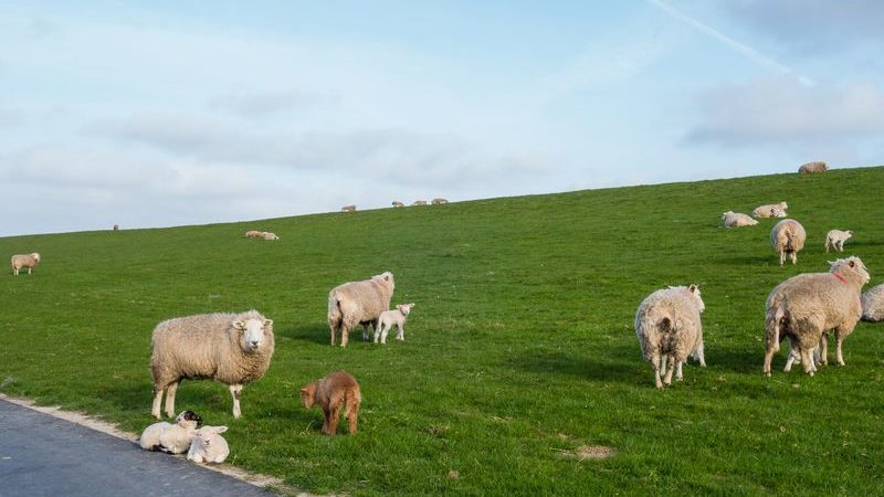 Hvidbjergstrand: Camping mit Schwimmbad